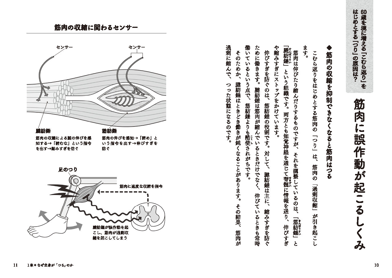 こむら返り・体がよく「つる」人のための30秒筋肉ほぐし